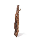 AQUAVIE CURLIVIGNE BRANCH XL - RACINE NATURELLE AQUASCAPING