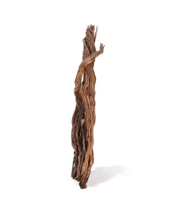 AQUAVIE CURLIVIGNE BRANCH XL - RACINE NATURELLE AQUASCAPING
