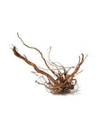 AQUAVIE CURLIVIGNE EXTRA - PIÈCE UNIQUE SUR PHOTO - AQUASCAPING