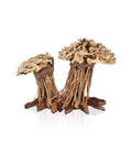 AQUAVIE THREE FOREST DOUBLE PM - RACINE NATURELLE AQUASCAPING
