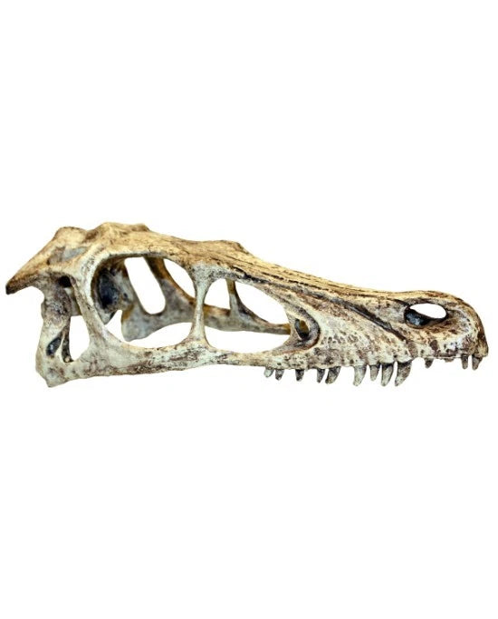 Cachette Crane Dinosaure Raptor Terrarium Decor Komodo Raptor Skull L Reptile