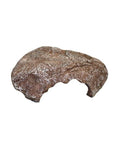 Cachette Rock Den Wide Entrance S Komodo Décoration Naturelle pour Terrarium