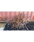 Décoration Naturelle Racine Curlivigne Extra V1 Aquavie - Aquarium / Terrarium