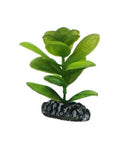 Hobby Saururus 7 cm - Plante Artificielle Réaliste pour Nano Aquarium
