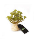Plante Artificielle Succulente Aeonium Verte Reptiles Planet 11 cm Décor Nature