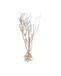 Racine Mini Tree Aquavie 12-25 cm Décor Naturel Aquascaping Aquarium et Terrariu