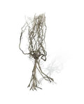 Racine Naturebrousse Aquavie 20-30cm Bois Naturel Ultra-Ramifié Aquascaping Neuf