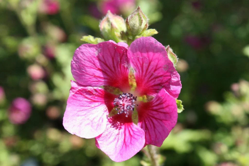 Anisodontea Large Red Pot 3L 40/60cm 🌸 Mauve du Cap, Floraison Longue & Rose