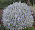 Teucrium Fruticans Azureum Pot 3L 40/60 cm | Bleu Cobalt Persistant Méditerranée