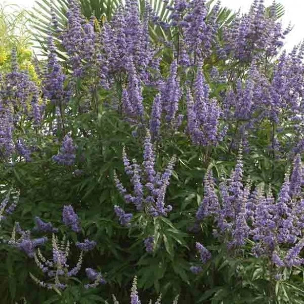 Arbre au Poivre Gattilier Vitex Agnus Castus Pot 3L | Fleur Bleue Aromatique