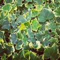 Lierre commun 'Goldchild' Hedera helix 'Goldchild' pot 3 litres