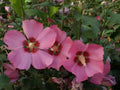 Hibiscus Syriacus 'Woodbridge' (Pot 4L) - Grand Arbuste à Fleurs Roses Éclatante