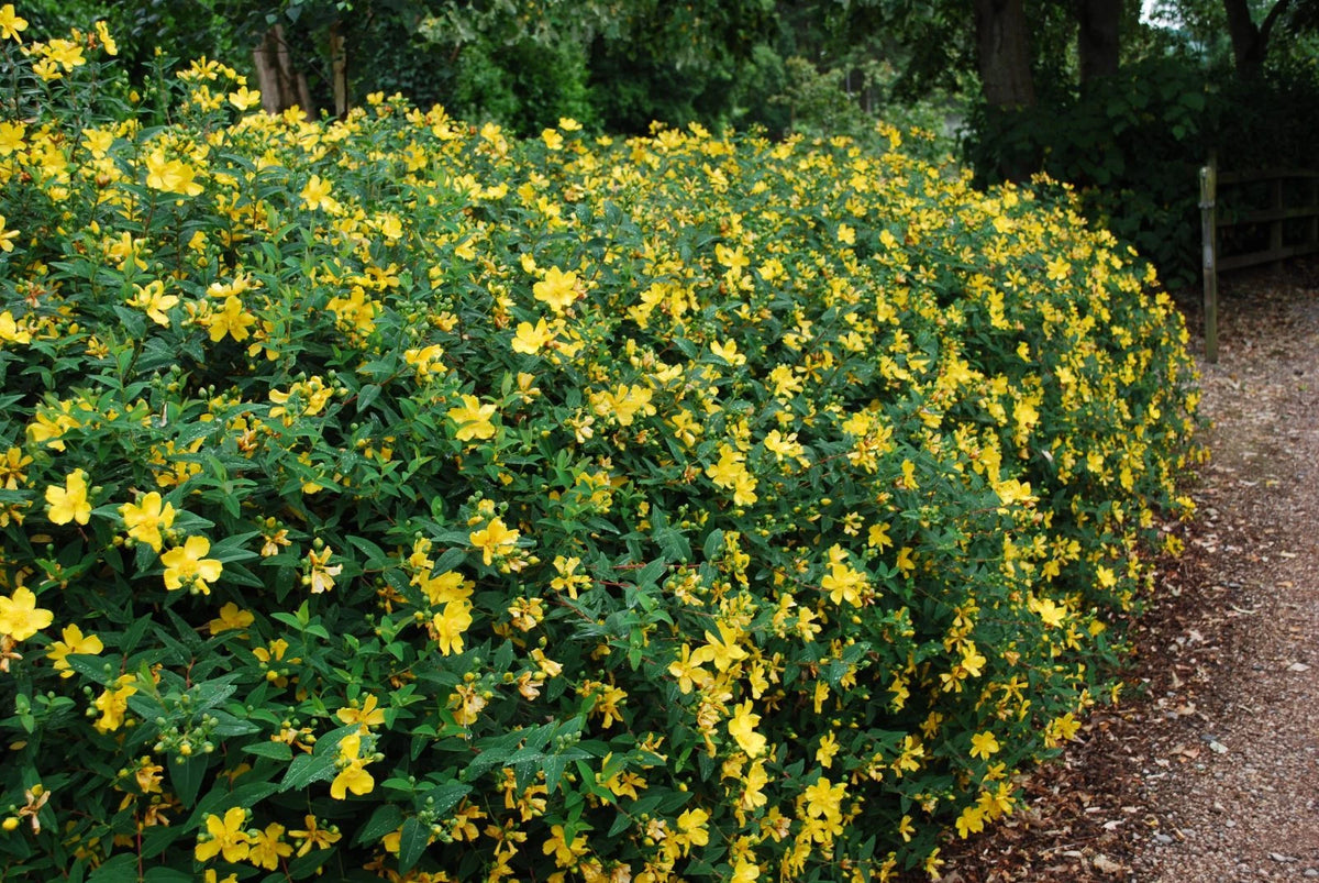 🌟 Millepertuis 'Hidcote' | Hypericum 'Hidcote' - Pot 3L 40/60 cm 🌟