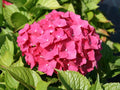 🌺 Hortensia 'Leuchtfeuer' - Un Feu d'Artifice de Couleurs ! pot 3