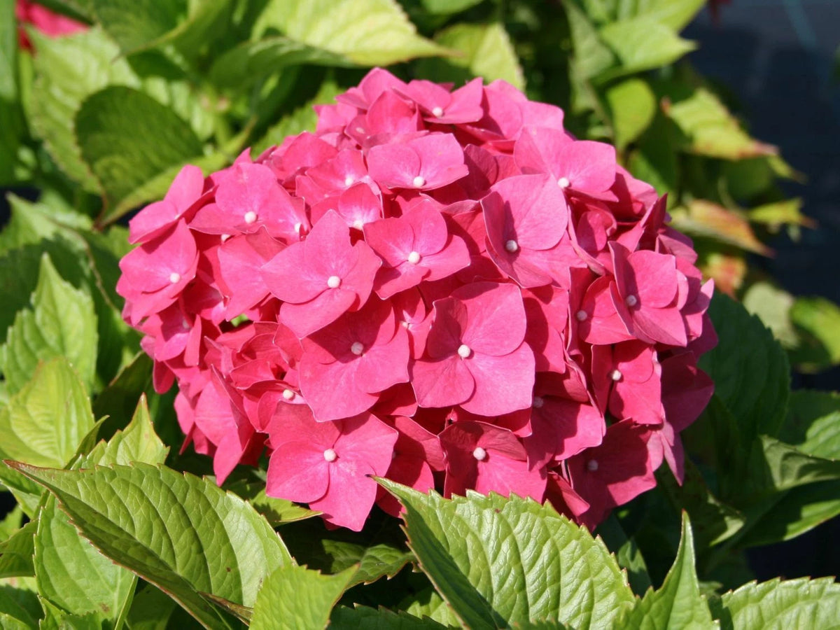 🌺 Hortensia 'Leuchtfeuer' - Un Feu d'Artifice de Couleurs ! pot 3