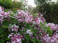 Lilas de Chine Remontant 'Superba' (60/80 cm) - Pot 3L - Fleur Parfumée