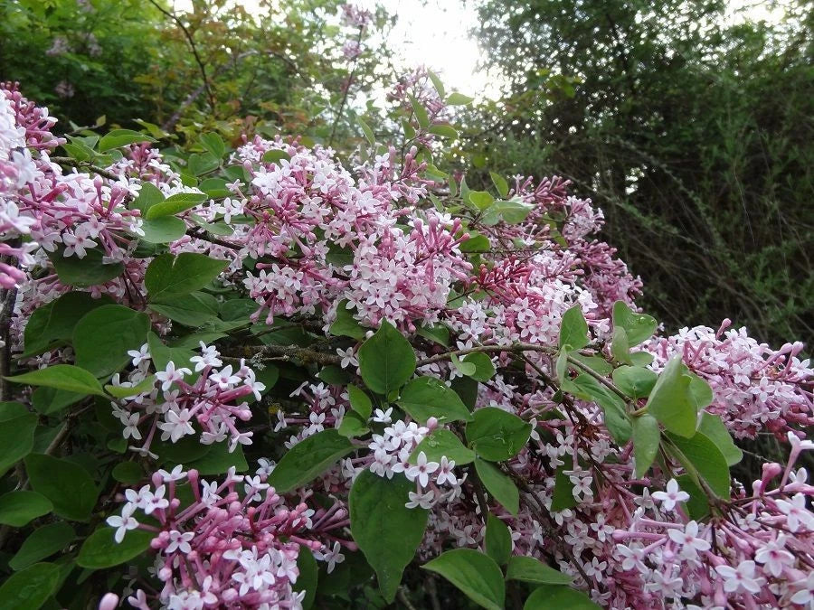 Lilas de Chine Remontant 'Superba' (60/80 cm) - Pot 3L - Fleur Parfumée