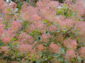 Cotinus Coggygria Pot 3L 🌿 Arbre à Perruque, Feuillage Pourpre Flamboyant