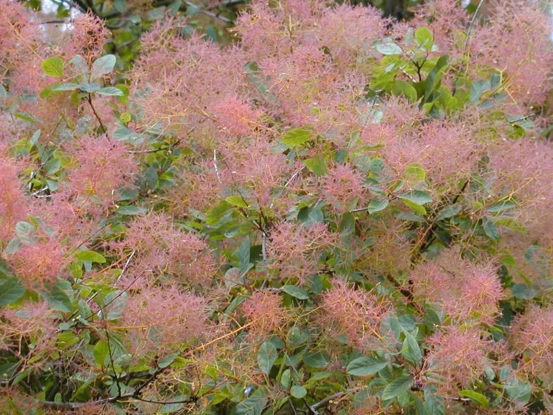 Cotinus Coggygria Pot 3L 🌿 Arbre à Perruque, Feuillage Pourpre Flamboyant