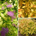 Spirée du Japon 'Goldflame' (Spiraea Japonica) - Pot 3L - Feuillage Or Changeant