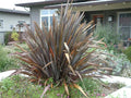 Lin de Nouvelle-Zélande Phormium Tenax Pot 3L 60/80 cm | Graphique Persistant