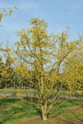 Cornouiller Mâle (Cornus mas) - Pot 3L - Fleurs Jaunes Très Précoces Fruits Come