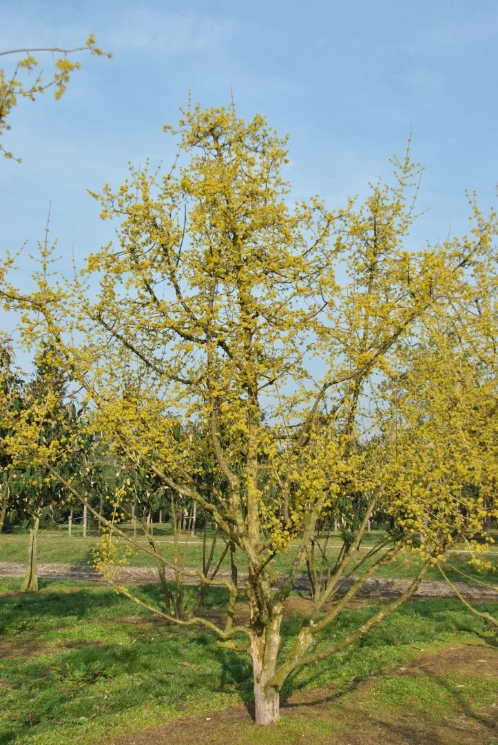 Cornouiller Mâle (Cornus mas) - Pot 3L - Fleurs Jaunes Très Précoces Fruits Come