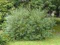 🌳 Salix rosmarinifolia | Saule à Feuilles d'Argousier - Pot 3 Litres 🌳