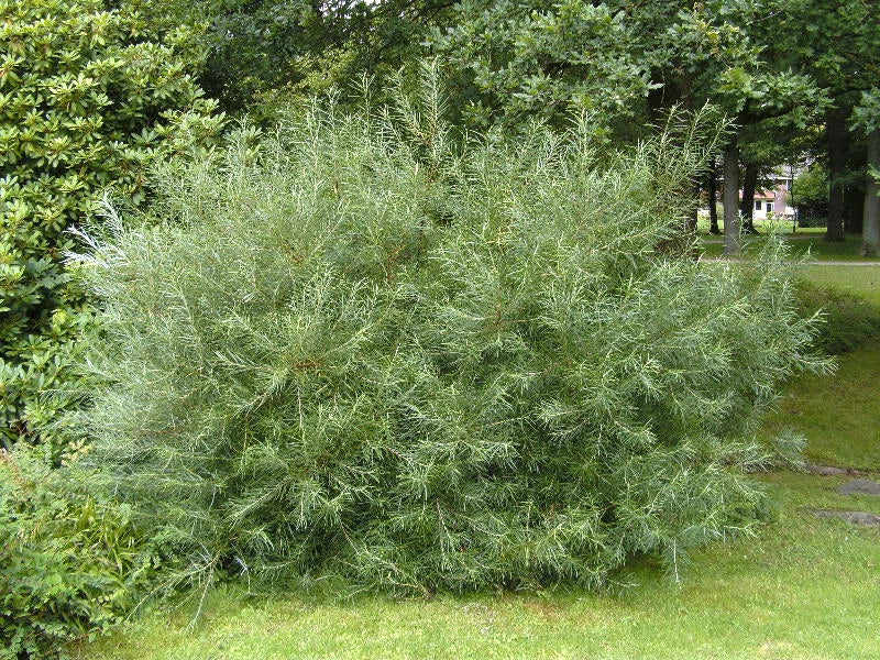 🌳 Salix rosmarinifolia | Saule à Feuilles d'Argousier - Pot 3 Litres 🌳