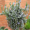 Romarin Rampant Officinalis Prostratus | Aromatique Couvre-Sol | Pot 3L