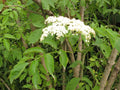 Sureau Noir (Sambucus nigra) - Pot 3L (40/60 cm) - Fleurs et Baies Comestibles