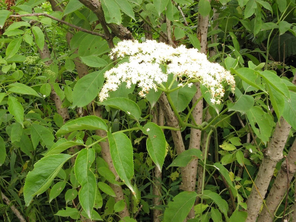 Sureau Noir (Sambucus nigra) - Pot 3L (40/60 cm) - Fleurs et Baies Comestibles