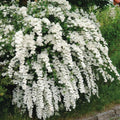 Spirée de Van Houtte SPIRAEE 'Vanhouttei' | Pot 3L 60/80cm | Fleurs Blanches