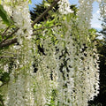 Glycine Blanche Alba Pot 3L 90/120cm 🤍 Wisteria Sinensis, Floraison Spectaculai