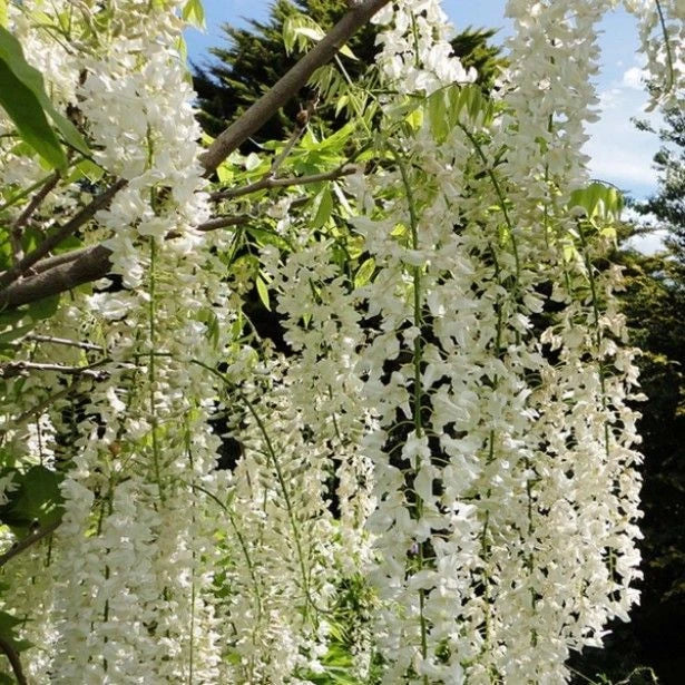 Glycine Blanche Alba Pot 3L 90/120cm 🤍 Wisteria Sinensis, Floraison Spectaculai