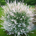 Saule Crevette 'Hakuro Nishiki' | SALIX integra | Jeune Pousse Rose | Pot 3L