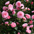 CAMÉLIA HYBRIDE RUSTIQUE POT 3L | FLORAISON HIVERNALE VIVE