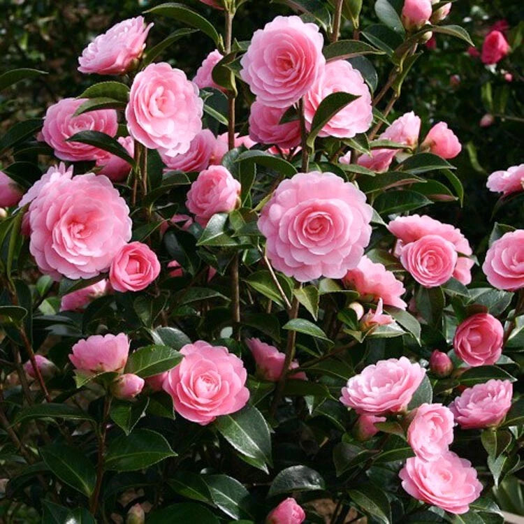 CAMÉLIA HYBRIDE RUSTIQUE POT 3L | FLORAISON HIVERNALE VIVE