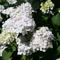Hortensia 'Émilie Mouillère' (Hydrangea Macrophylla) - Pot 3L - Grandes Boules B