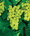 Vigne de Table EXALTA (90/120 cm) - Pot 3L - Raisins Gros Grains Noirs Sans Pépi