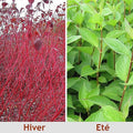 Cornus alba 'Sibirica' - Cornouiller de Sibérie 🔴 Bois Rouge Vif Hiver | Pot 3L