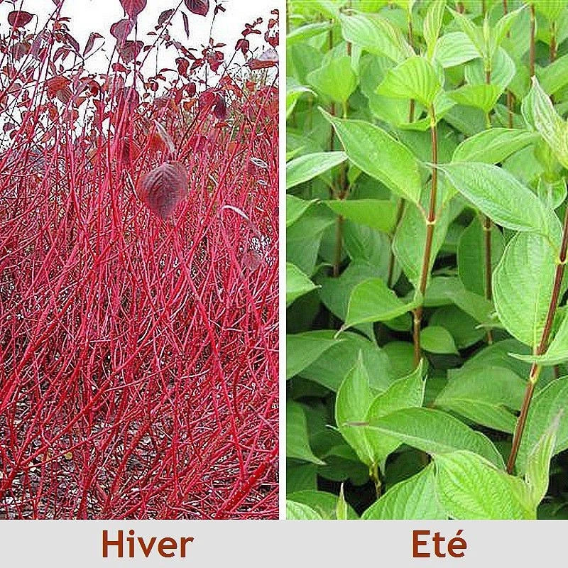 Cornus alba 'Sibirica' - Cornouiller de Sibérie 🔴 Bois Rouge Vif Hiver | Pot 3L