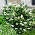 Hortensia feuille de chêne hydrangea quercifolia snow queen pot 3 lit 40/60 cm
