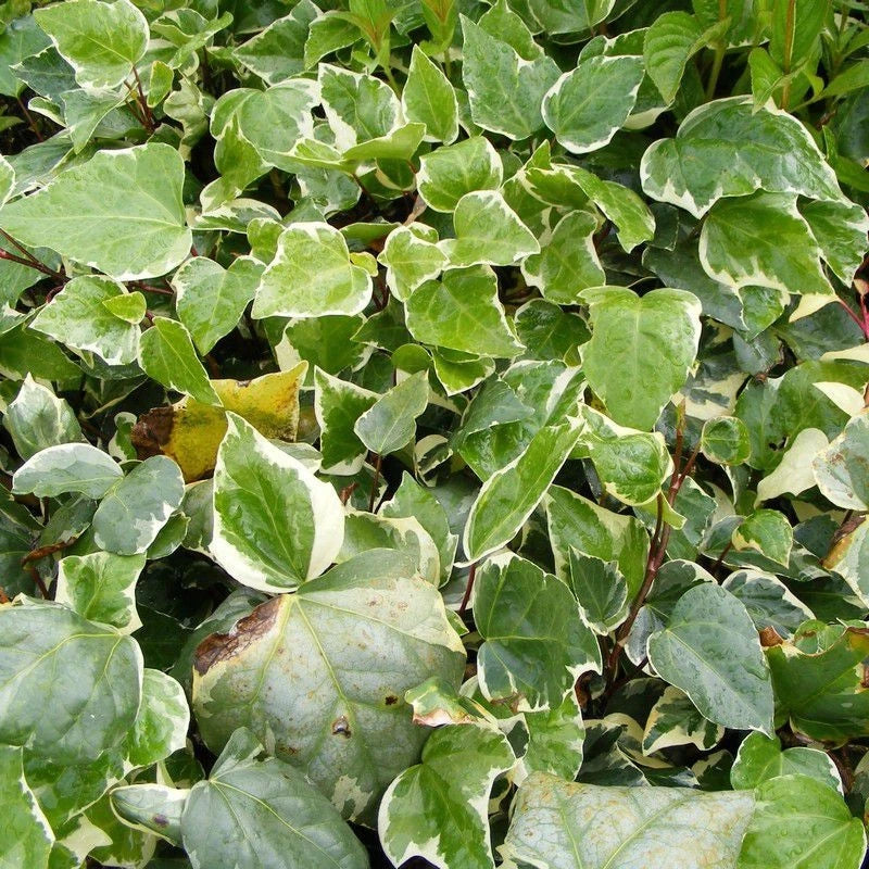 Lierre des Canaries 'Gloire de Marengo' (Hedera canariensis) - Pot 3L