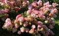 Hortensia Paniculé 'Vanille Fraise' (Hydrangea Paniculata) - Pot 3L - Fleurs