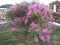 Tamaris Tetranda Pot 3L 60/80 cm | Arbuste Rosé Printemps Embruns