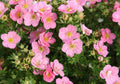 Potentille 'Pink Queen' (Potentilla Fruticosa) - Pot 3L - Fleurs Rose Vif Estiva