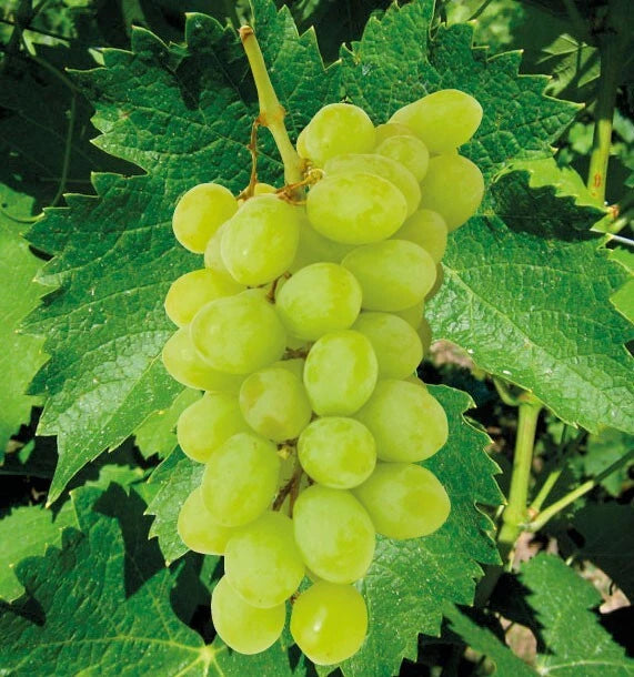 Vigne de Table 'ITALIA' | Gros Raisin Blanc et Musqué | Pot 3L 90/120cm
