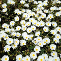 Ciste blanc Cistus corbariensis pot 3 litres 20/30 cm Ciste à feuille de sauge