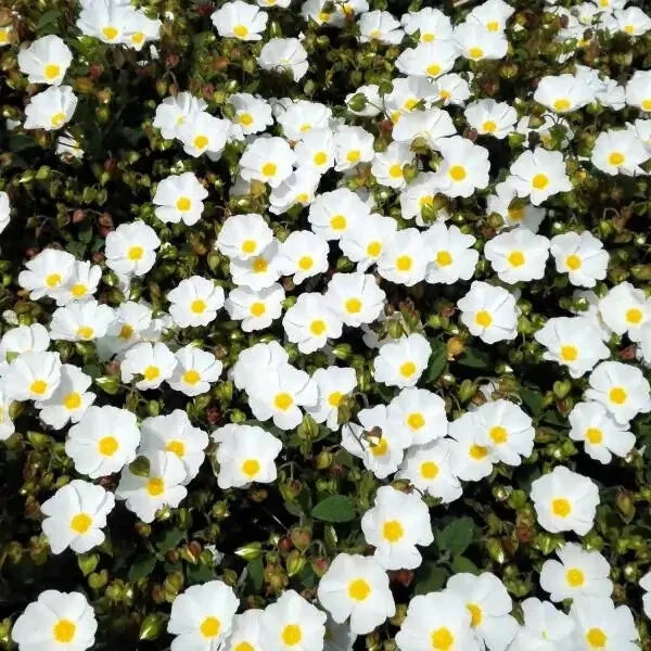 Ciste blanc Cistus corbariensis pot 3 litres 20/30 cm Ciste à feuille de sauge
